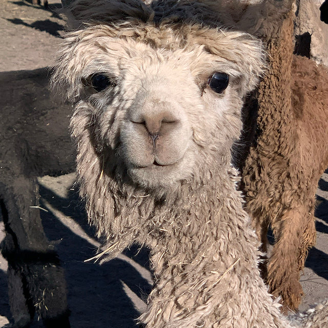 Alpaka-Wendehandschuhe - Camel