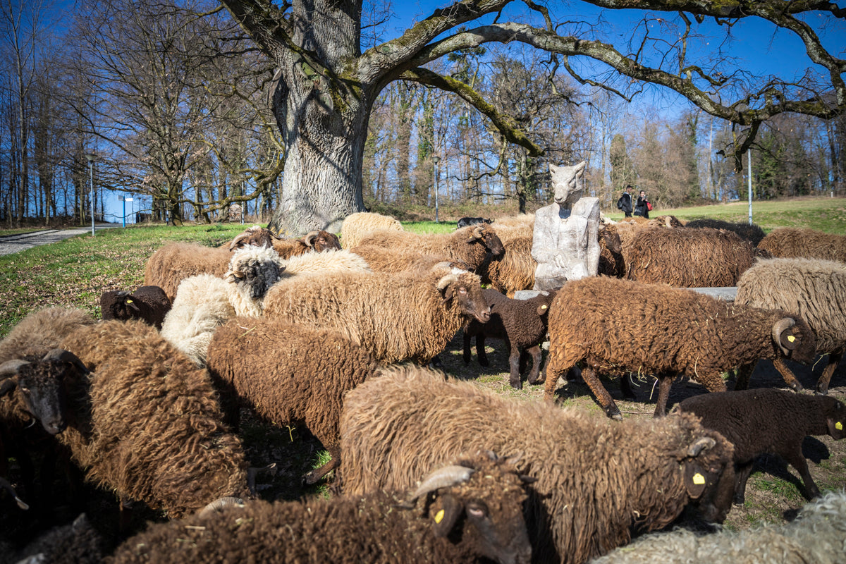 Schafsammlung Roux du Valais (UNIL)