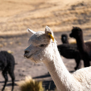 Alpaca Gloves - Camel