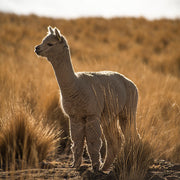 Alpaca Gloves - Camel