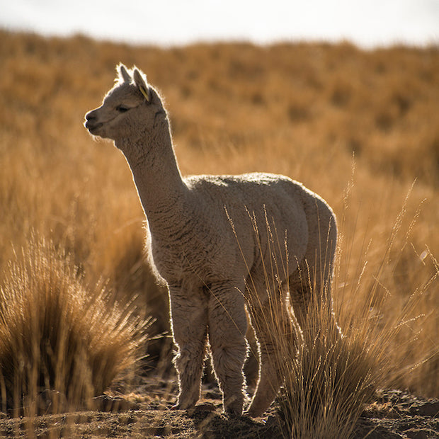 Alpaca Beanies - Reversible Camel